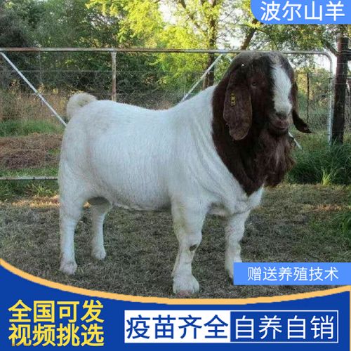 采缇(caiti)纯种波尔山羊出售波尔山羊活羊幼崽怀孕母羊青年配 波尔