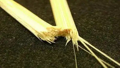 折断一次性筷子"毒猴子"毕现