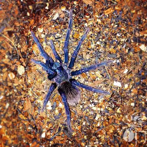 哥伦比亚梦幻镭射宠物蜘蛛活体捕鸟高端收藏南美蜘蛛