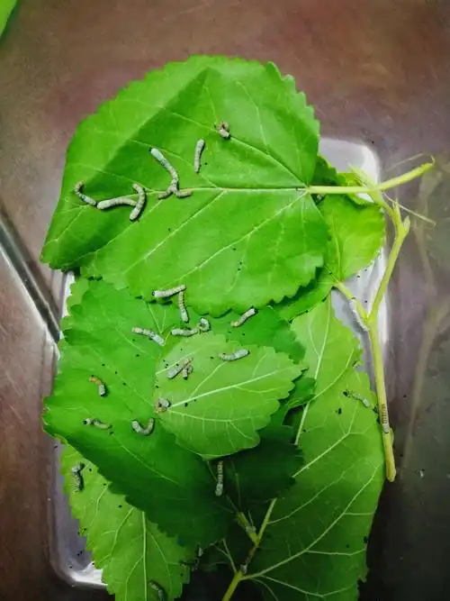 在网上买了很多幼蚕,准备和果果一起养蚕,一起了解蚕变蚕茧变蝴蝶的全