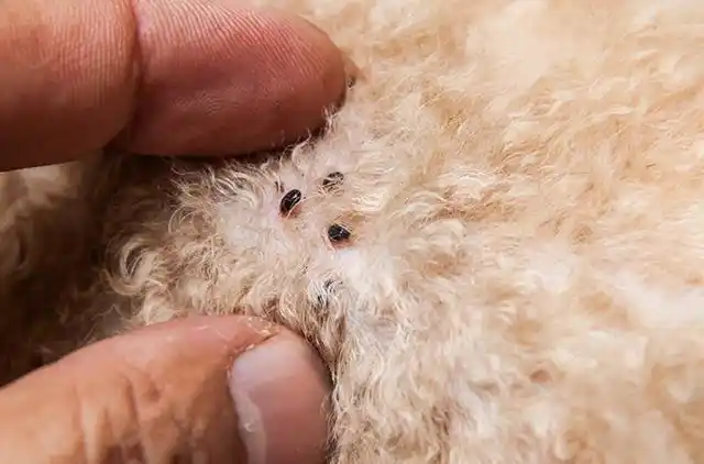 狗狗身上的螨虫会传染人吗 狗狗身上的螨虫如何治疗