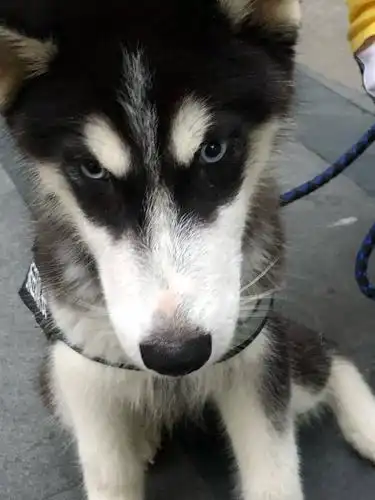 三个月大哈士奇