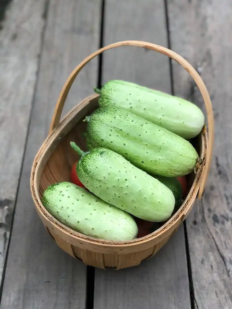 旱黄瓜图片06 黄瓜的吃法太多 但我最爱的是黄瓜拌粉丝 晚餐不吃