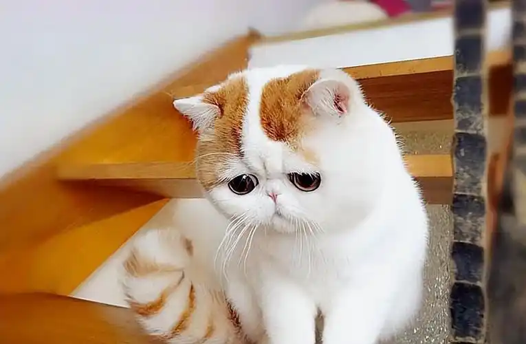 加菲猫的优缺点有什么?明明超可爱,为什么主人直呼"后悔"?