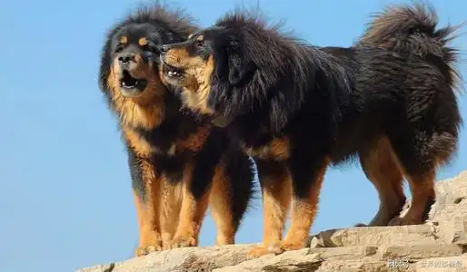 女孩带藏獒在公园遛弯路人看见后小声嘀咕也太不负责了吧