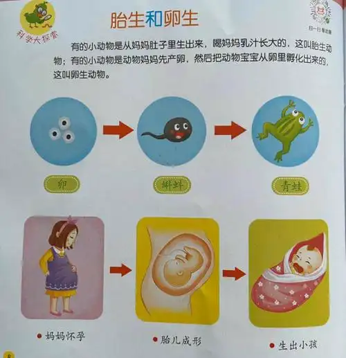 我们一起来看一看,找一找胎生动物和卵生动物是怎么来的?有什么区别?