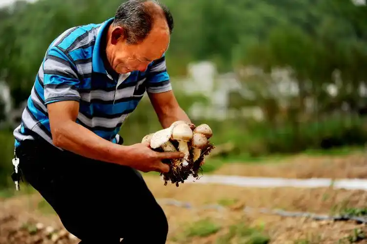 种植"赤松茸" 圆我"脱贫梦"