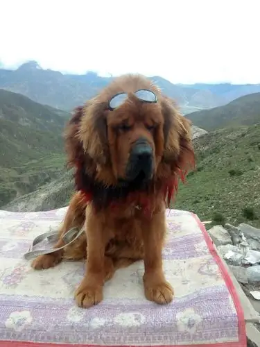 岗巴拉雪山上的你说的藏獒.