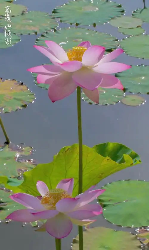 高茂山的美篇:巜接天莲叶无穷碧,映日荷花别样红》.
