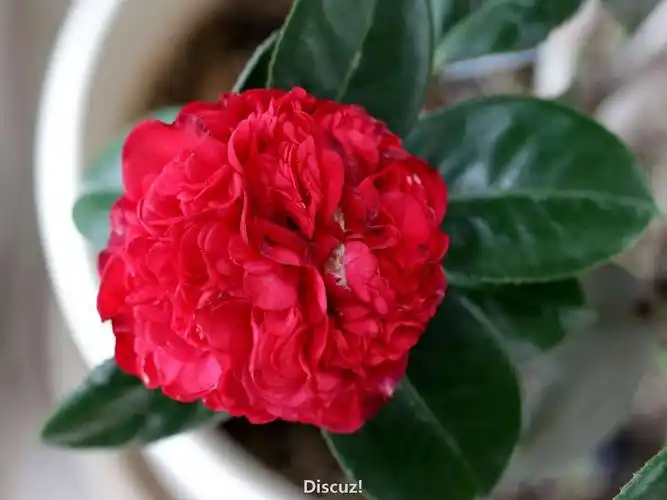 一颗大改小的茶花:火瀑布