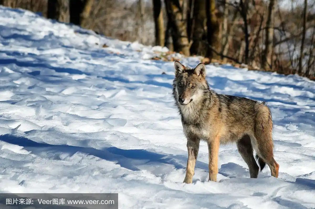 意大利狼(意大利狼)