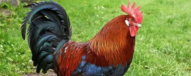 公鸡的尾巴为什么是弯的