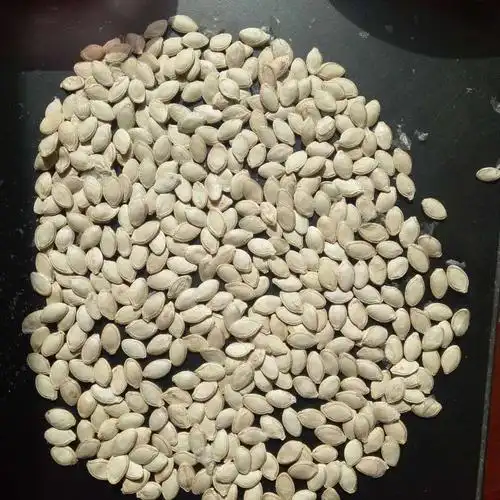 新疆石河子市 葫芦籽中片