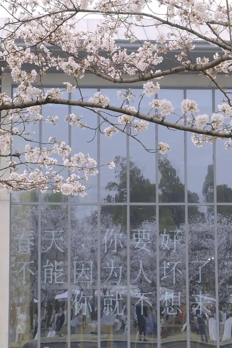 良渚大屋顶樱花开啦!94.