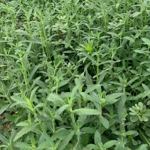 马鞭草小苗马鞭草小苗供应商安徽马鞭草小苗