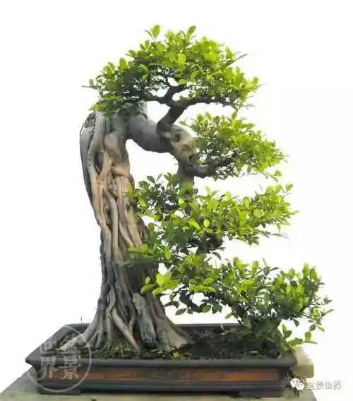 风水树榕树盆景作品欣赏
