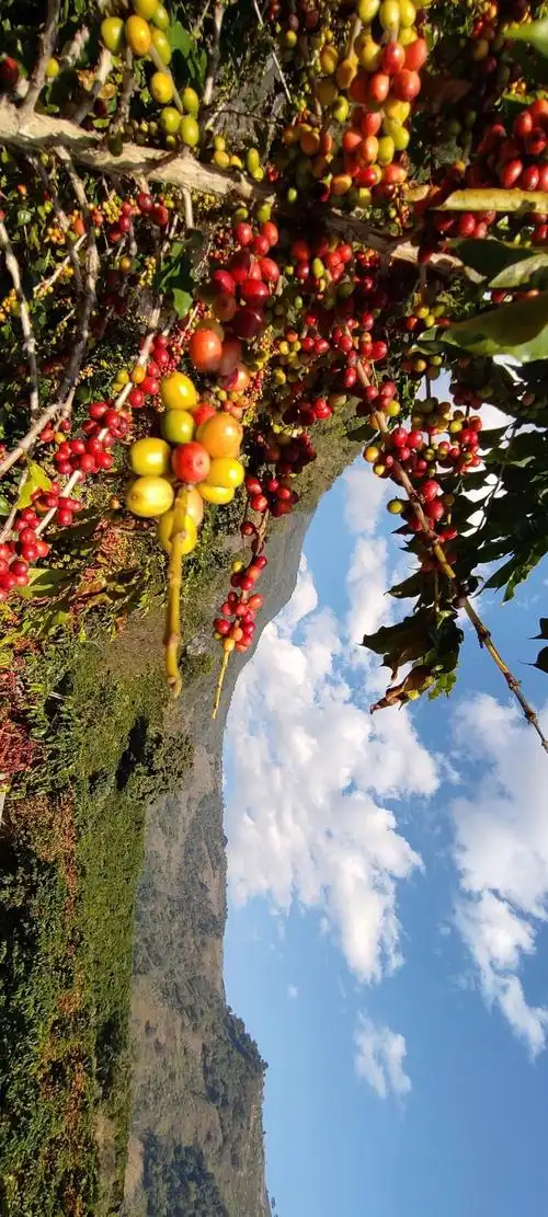 为什么云南咖啡总给人良莠不齐的印象