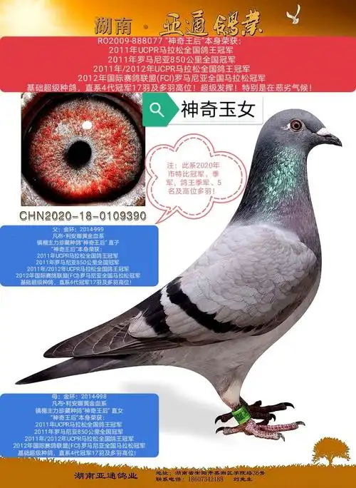 信鸽在线拍卖平台 - 中国信鸽信息网