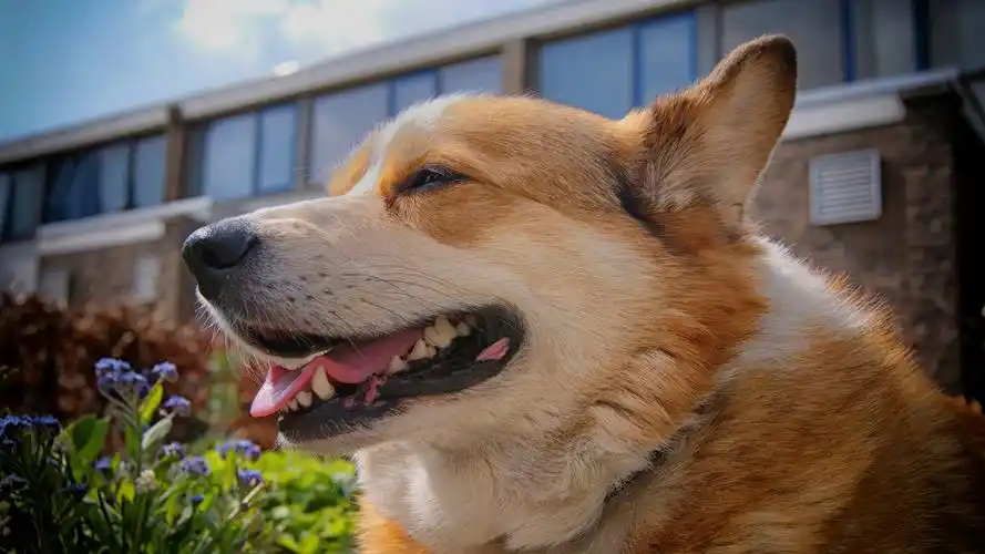 威尔士矮脚狗4k壁纸壁纸