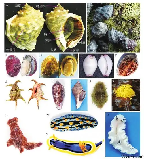 八,软体动物门(mollusca)