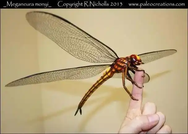 2,将近1米的大蜻蜓,地球上已知的有史以来最大的昆虫