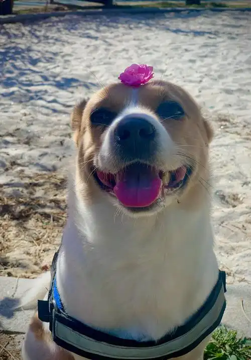 开心,感觉自己美美哒