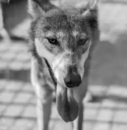 一只吐着舌头的狼黑白