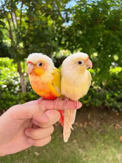 香吉士小太阳鹦鹉和月亮小太阳鹦鹉选哪个