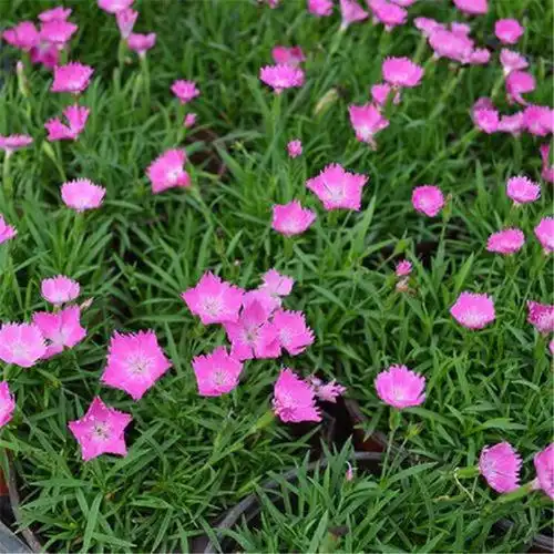 沐辉耐寒宿根花卉 常夏石竹 欧石竹苗基地