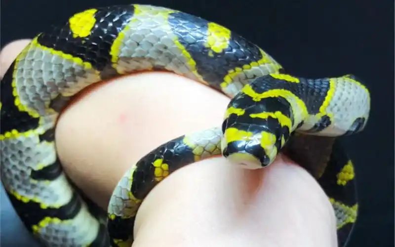 中国四大美女蛇之一玉斑锦蛇_哔哩哔哩_bilibili