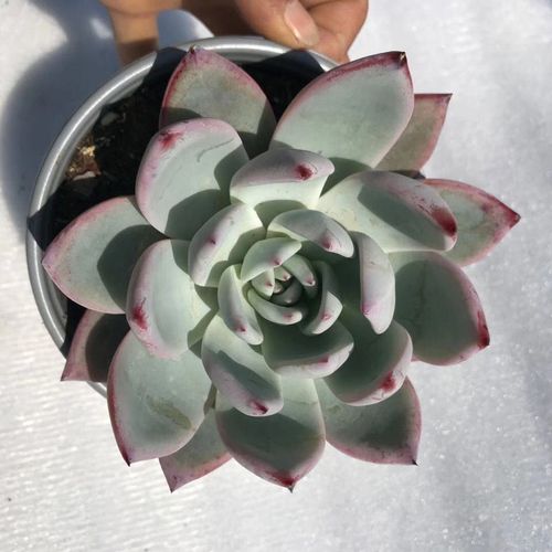 云南昆明精品多肉东云系之野卡单头11㎝盆对比任拼三单送赠品