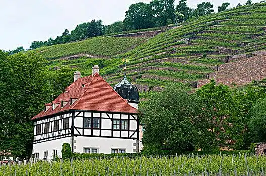 历史,葡萄园,庄园,靠近,德累斯顿,萨克森,德国,欧洲