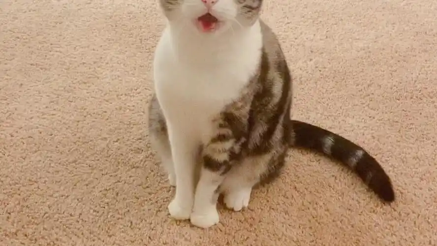 活动作品美短折耳起司猫老板考虑投个币点个赞吗