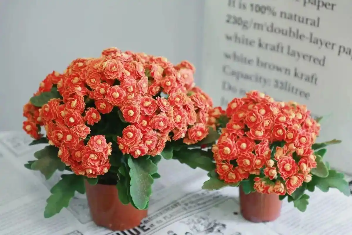 长寿花—金狐狸,光芒四射 金狐狸,这是长寿花中的劳斯莱斯,花苞大而