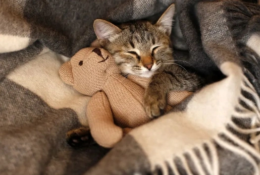 猫咪睡觉的冷知识你们都知道嘛