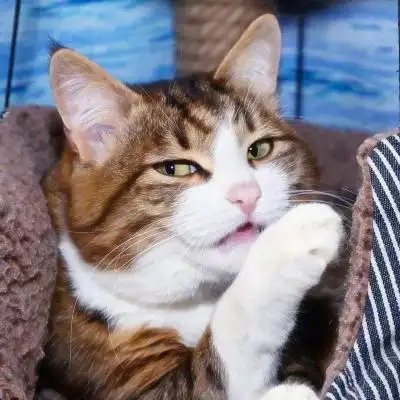 可爱猫咪萌宠图片头像高清好看的高清猫咪头像