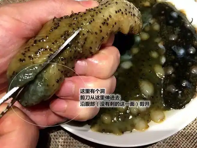 鲜海参如何处理几张图您就看明白了
