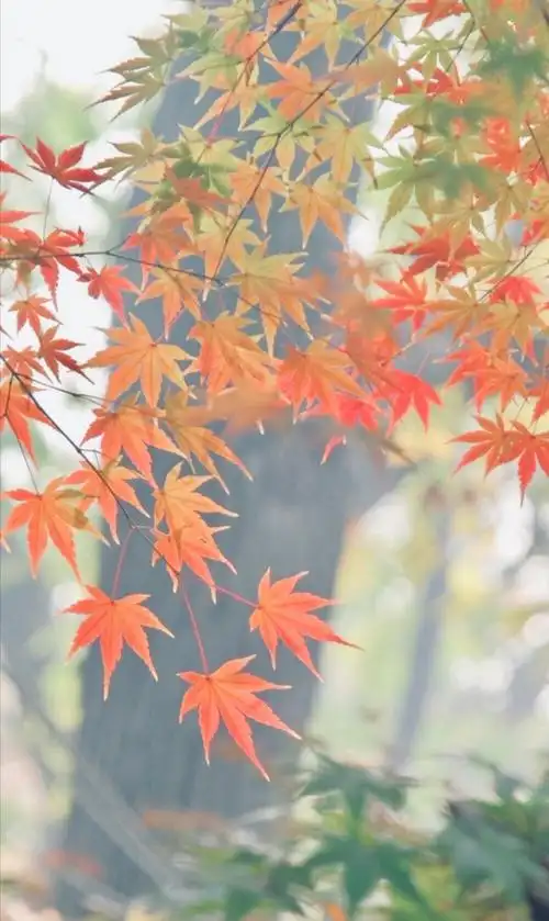 红枫叶 - 堆糖,美图壁纸兴趣社区