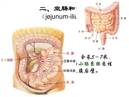 第五节 小肠small intestineppt