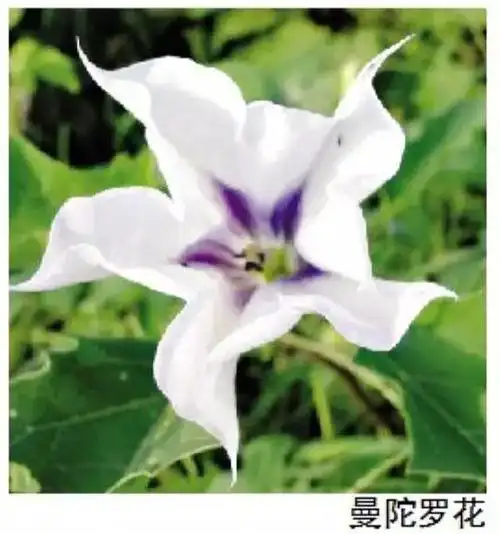 出现曼陀罗中毒,一定要及时送医,患者出现抽搐时,要注意不要误吸.