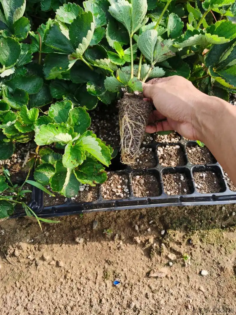 穴盘艳丽草莓苗 二代脱毒红颜99草莓苗育苗的"5"个绝招