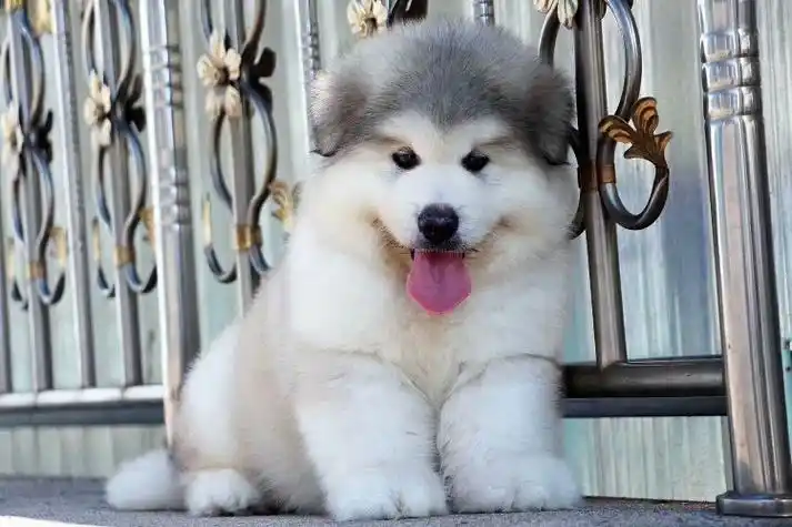 晋中熊版阿拉斯加犬繁殖基地出售幼崽多只