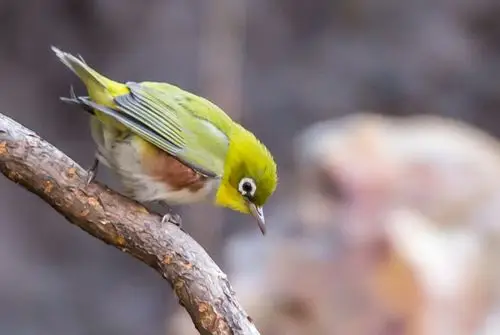 红胁绣眼鸟------拍摄于太原东山滴水岩