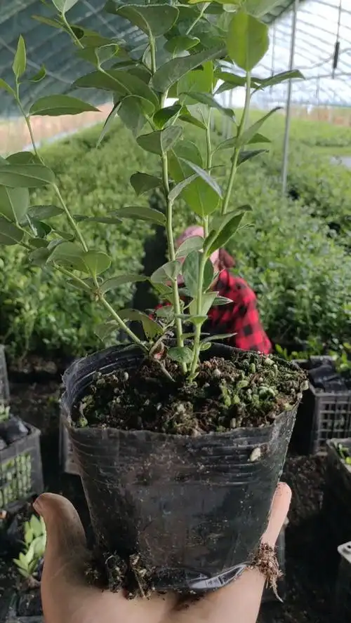 剪串品种法新蓝莓苗!组培育苗,分支充足!