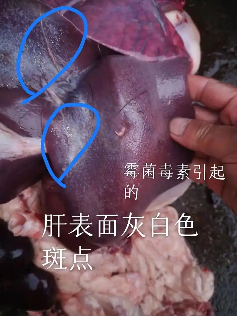 温馨提示:图片中脾脏表面白色斑点是 - 抖音