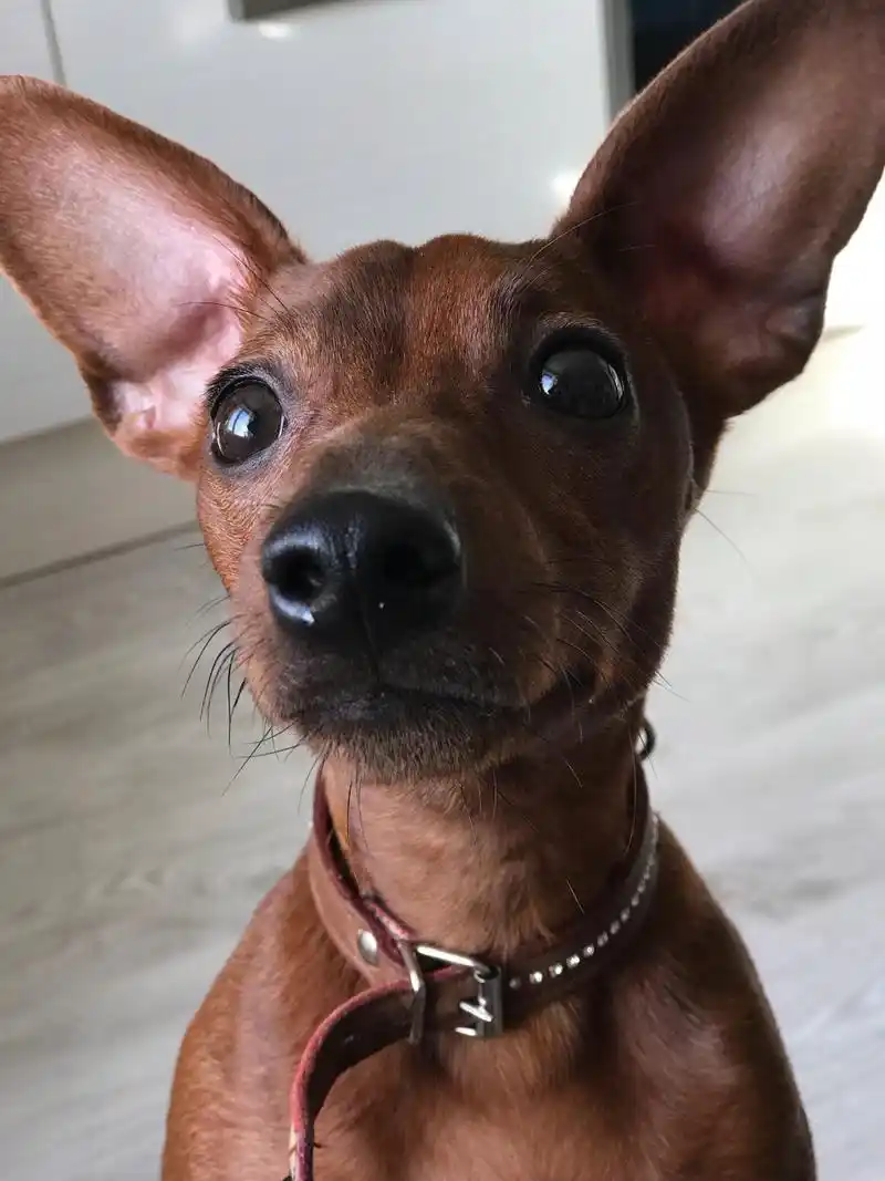 狗狗竖立的耳朵也被人们称为"招财耳",寓意着能招财旺财,而且立耳的