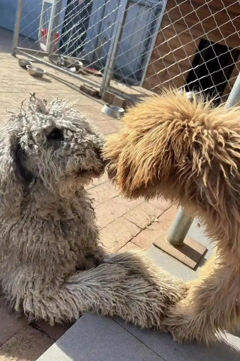 巨贵—大型泰迪—性格温顺 图1恋爱中的狗爸狗妈(狗爸纯灰,够 - 抖音