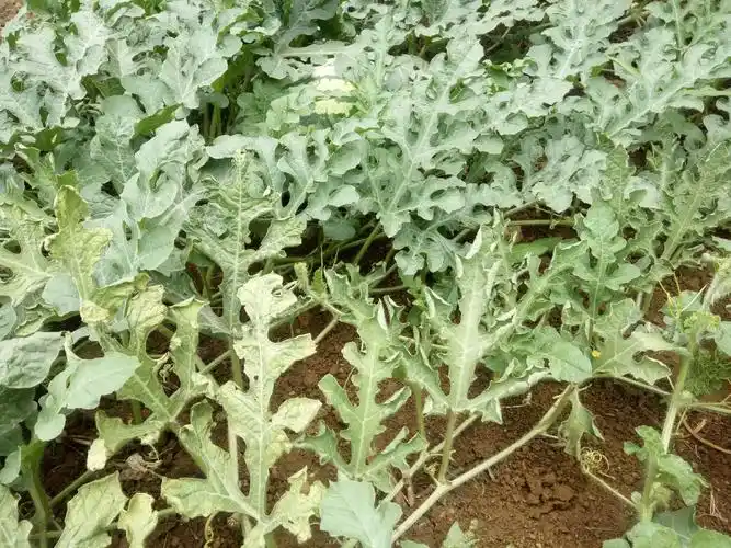 西瓜膨大期叶黄叶烂根是什么病?