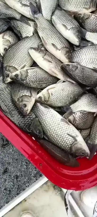 浙江绍兴诸暨市鲫鱼价格行情走势 - 一亩田