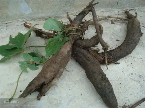 挖野生葛根,享农家乐趣